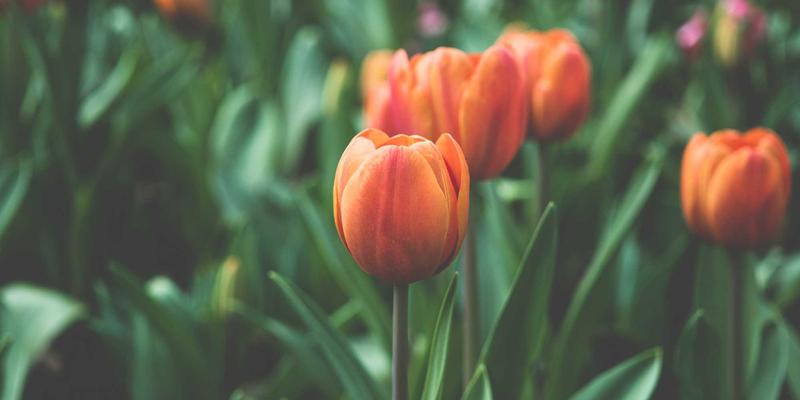 从“看天吃饭”到“数据育种”：高通量植物表型平台如何重塑现代农业