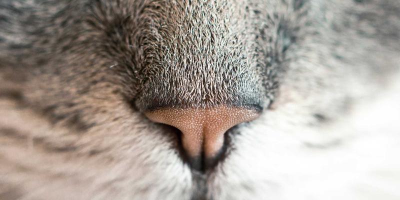 从“鲁豫北野”到智慧餐桌:AI如何重塑农业病虫害诊断新范式