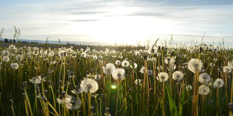 高通量植物表型组学:自动化平台如何加速作物育种与功能基因挖掘